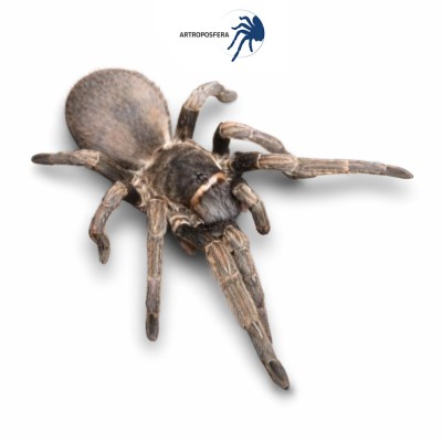 cyrtopholis cursor