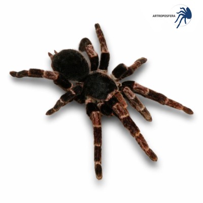 Megaphobema mesomelas