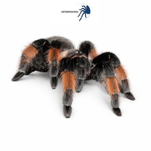 Brachypelma emilia
