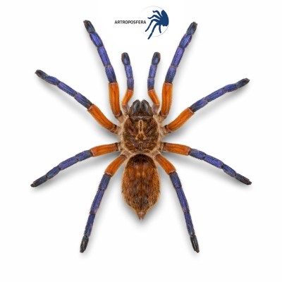 Harpactira pulchripes