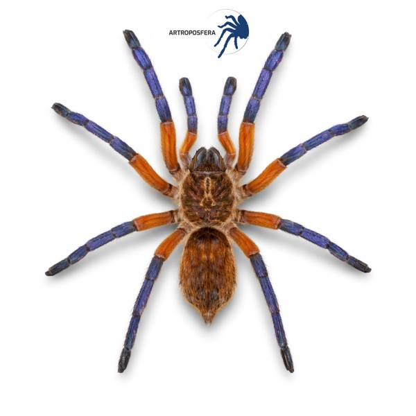 Harpactira pulchripes