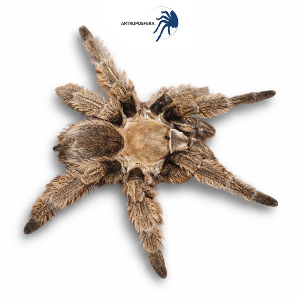 Phormictopus SP DOMINICAN PURPLE (2/3 MUDAS)