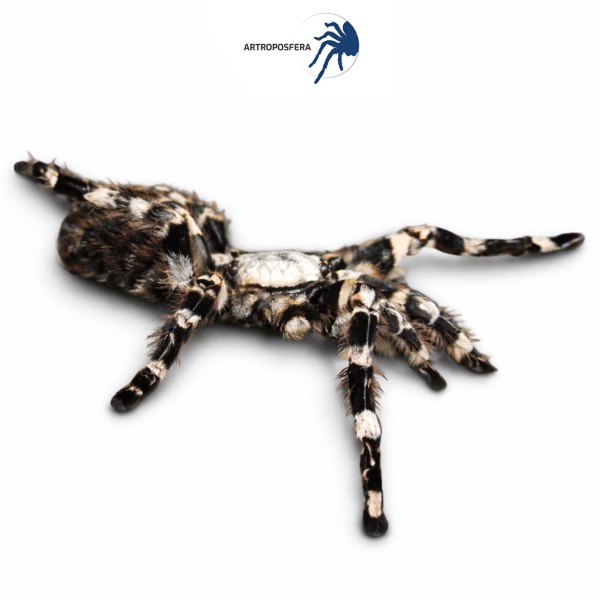 Poecilotheria regalis