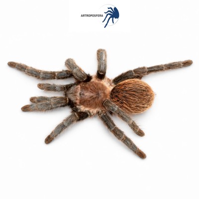 Brachypelma angustum