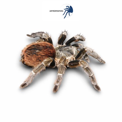 Tliltocatl vagans