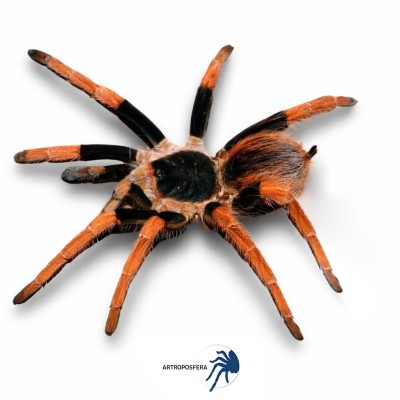 Megaphobema robustum