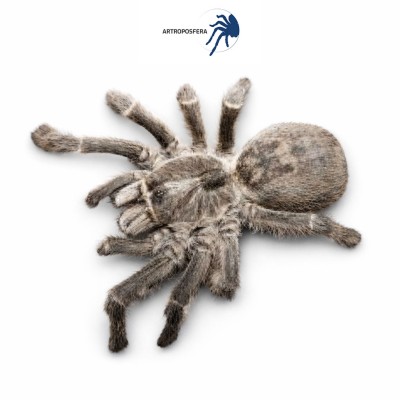 Ceratogyrus darlingi