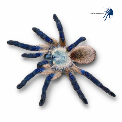 Monocentropus balfouri