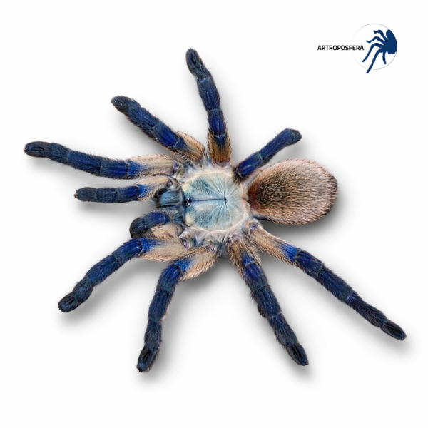 Monocentropus balfouri