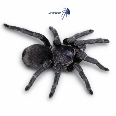 Phormictopus cancerides