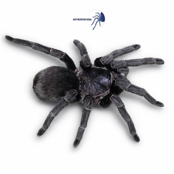 Phormictopus cancerides (3,5/4 cm de cuerpo) | Tarántula