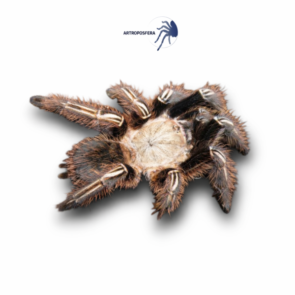 Ephebopus murinus