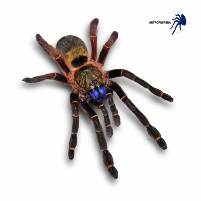 Ephebopus cyanognathus