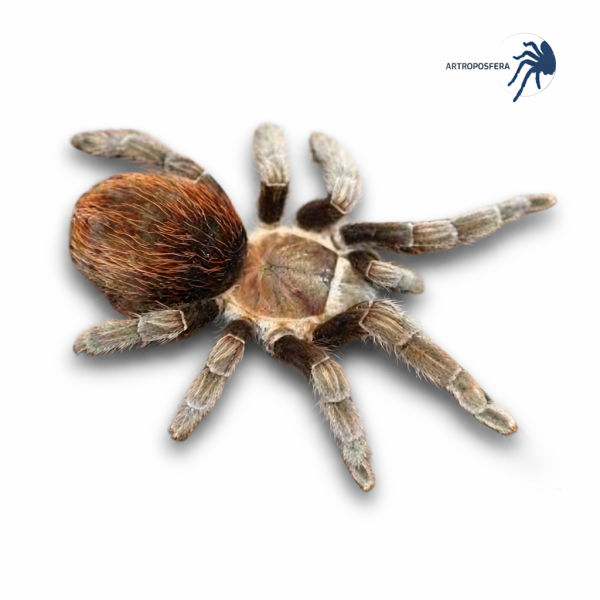 Tliltocatl kahlenbergi (3/3,5 cm de cuerpo) | Tarántula Mexicana