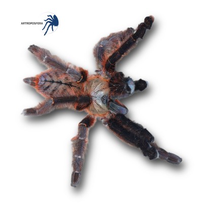 Phormingochilus everetti