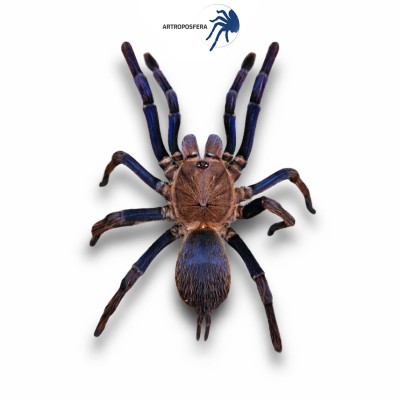 Chilobrachys sp kontum (vietnam)