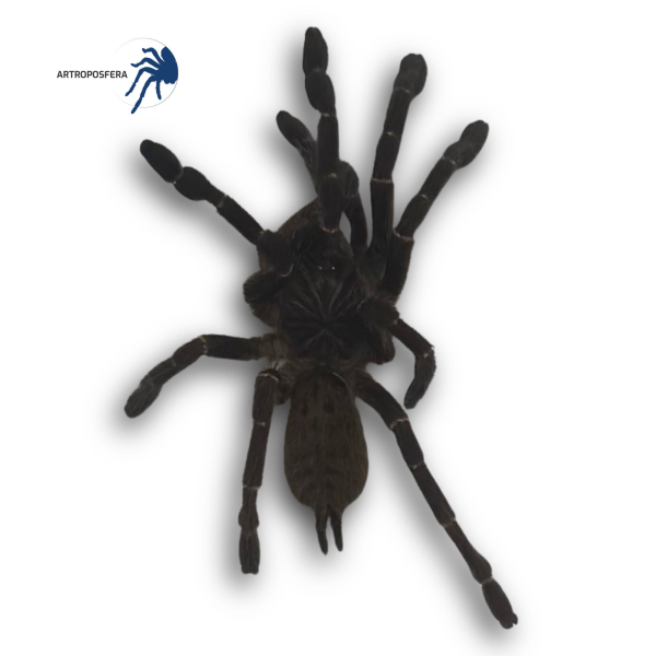 Pterinochilus murinus DCF Mikumi (2/2,5 cm de cuerpo) | Tarántula
