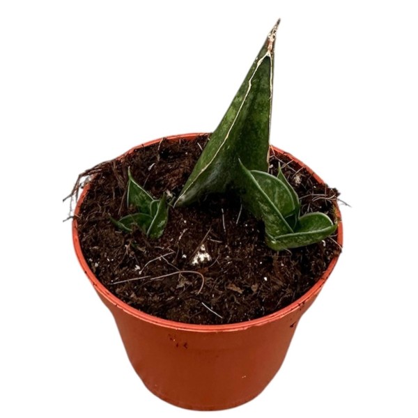 Sansevieria Table Mountain