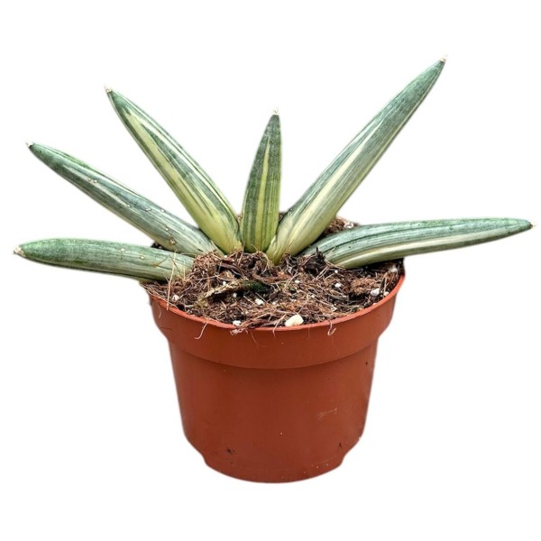 Sansevieria Boncel Variegata