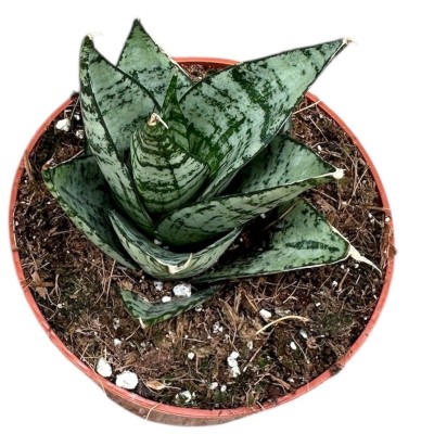 Sansevieria Ehrendel
