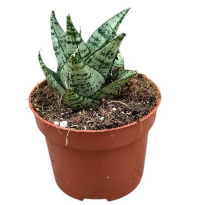 Sansevieria Ehrendel 2