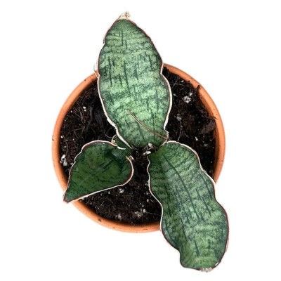 Sansevieria Kirkii Silver Blue