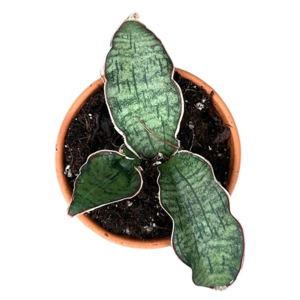 Sansevieria Kirkii Silver Blue