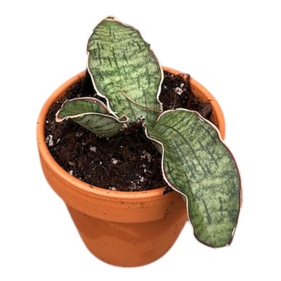 Sansevieria Kirkii Silver Blue 2