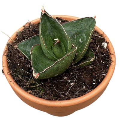 Sansevieria Opera House