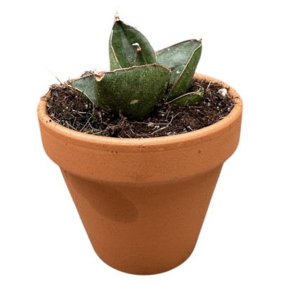 Sansevieria Opera House 2