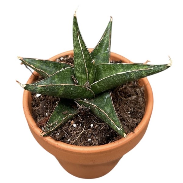 Sansevieria Prabu