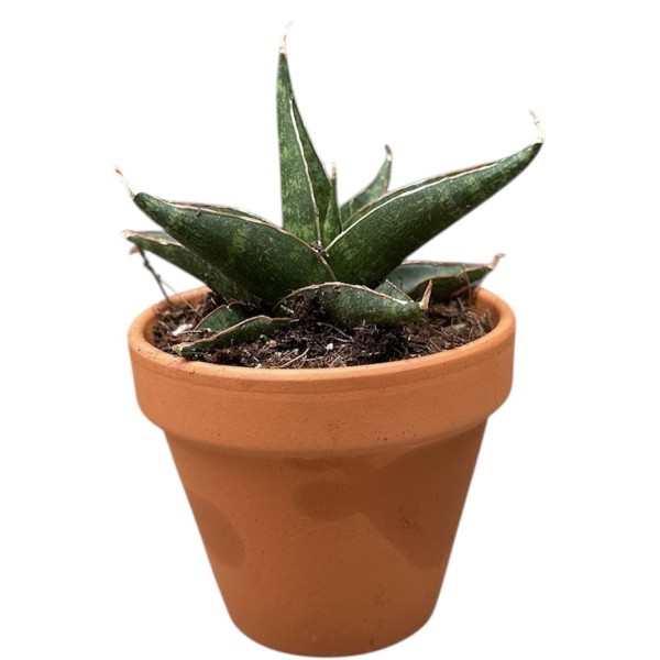Sansevieria Prabu