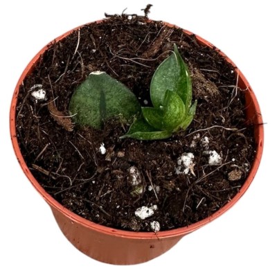 Sansevieria Pyramid