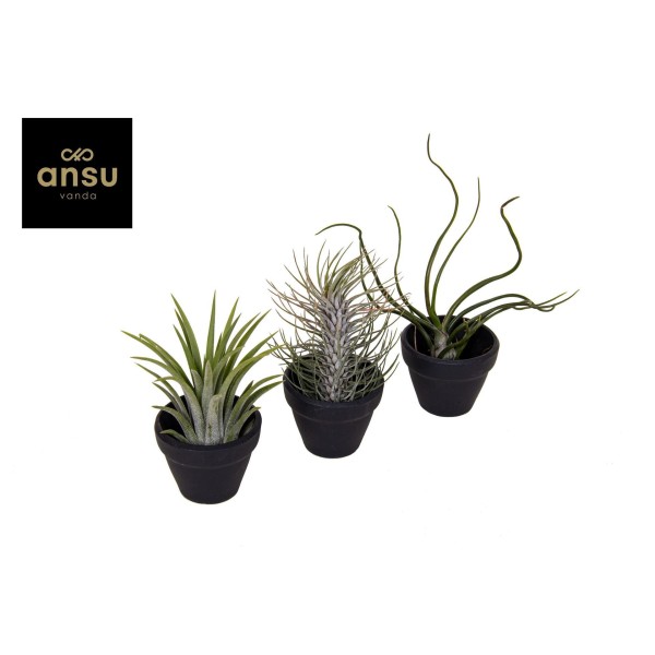 Tillandsia MIX en maceta negra decorativa.
