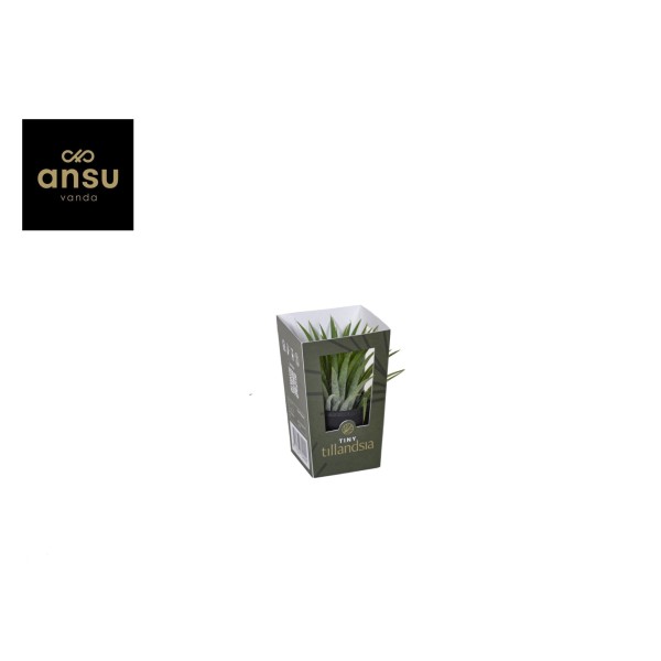 Tillandsia MIX en maceta negra decorativa.
