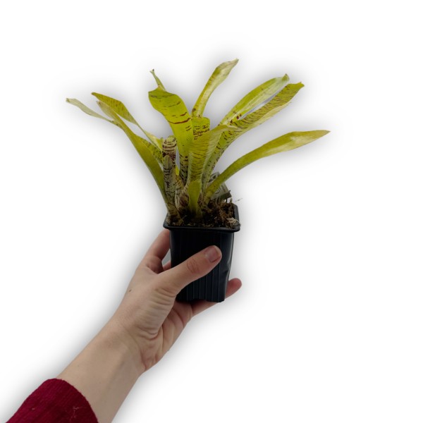 Neoregelia ampullacea Clone