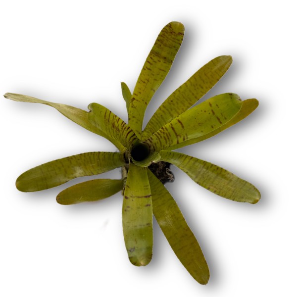 Neoregelia ampullacea Clone