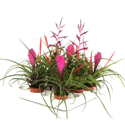 Tillandsia en maceta MIX MINI