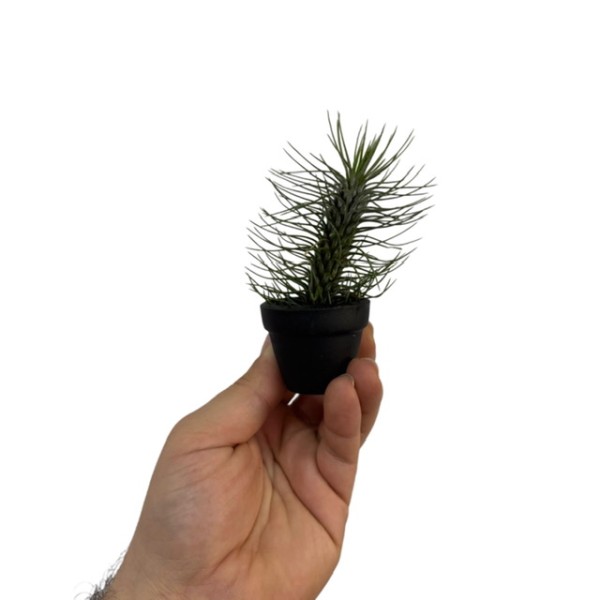 Tillandsia MIX en maceta negra decorativa.