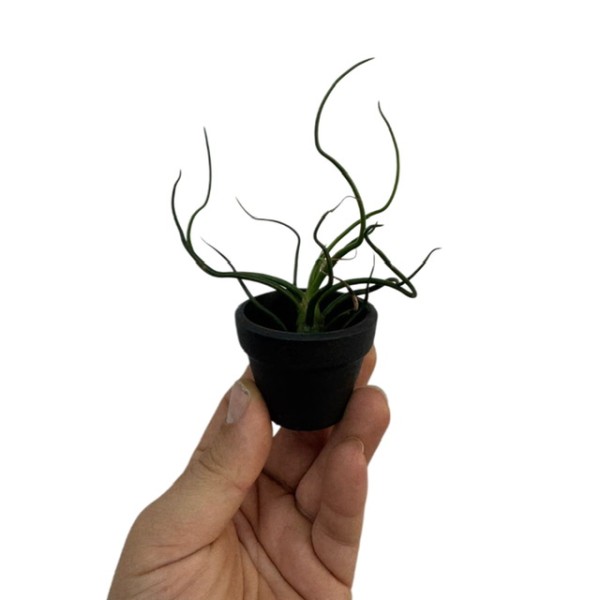 Tillandsia MIX en maceta negra decorativa.