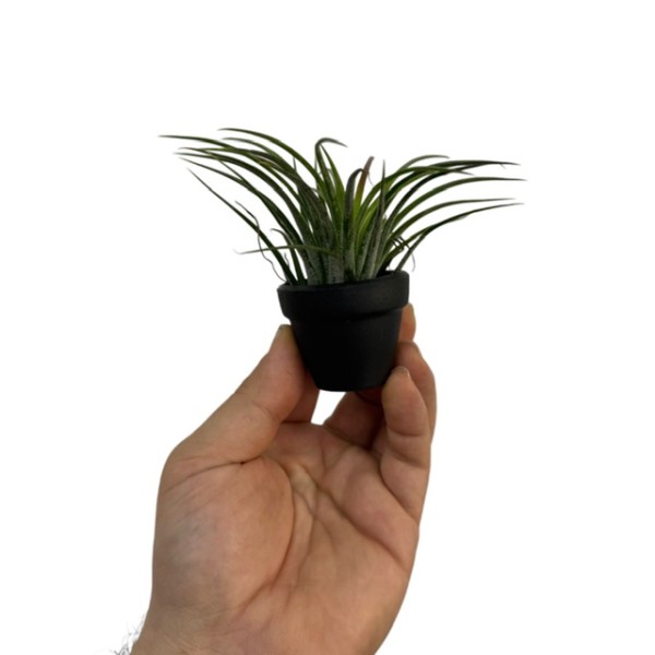 Tillandsia MIX en maceta negra decorativa.