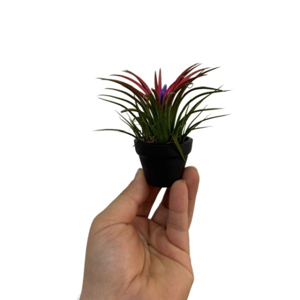 Tillandsia MIX en maceta negra decorativa.