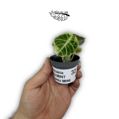 Alocasia ‘Ninja’ Mint Variegado 2