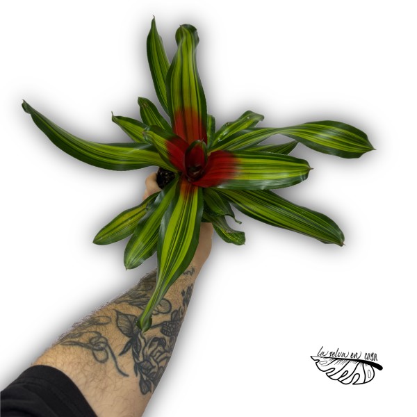 Neoregelia Freddie