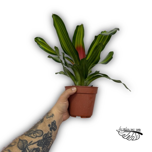 Neoregelia Freddie