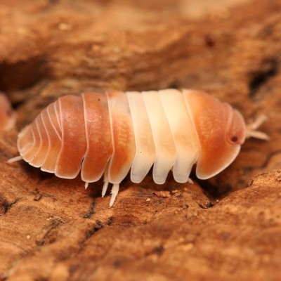Cubaris sp. "Red Panda"