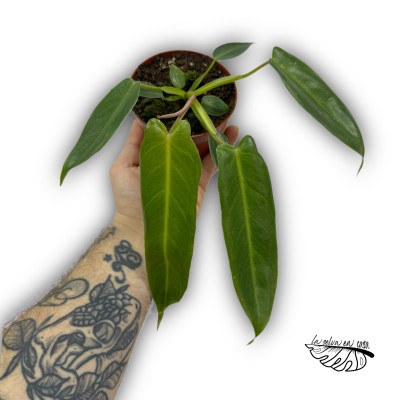 Philodendron Spiritus Sancti 2