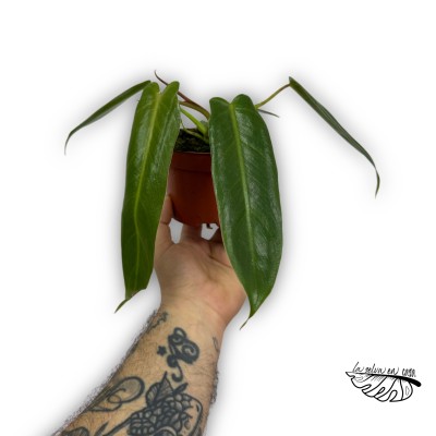 Philodendron Spiritus Sancti