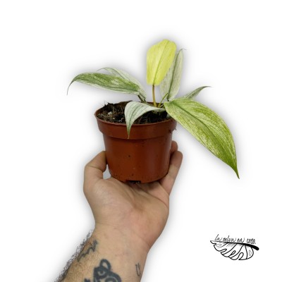 Philodendron FLORIDA GHOST