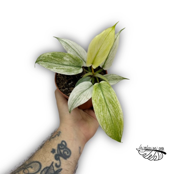 Philodendron FLORIDA GHOST